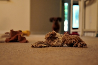 Illustration for article titled Shooting Challenge Pets Gallery 3